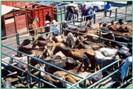 Holding pens at a horse auction