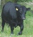 Black Angus Bull