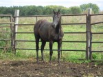 Black Gelding