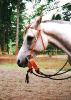 Horse Training Blog