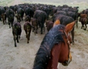 Driving Cattle in the Mountains of Idaho