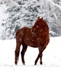 Riding Horses In Winter - Cold Weather and Horses - Horse Riding Blog