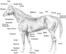 Horse Conformation