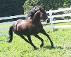 Join Up Horse Training Technique