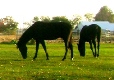 Watching Horses Graze