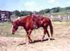 Ground Driving a Horse