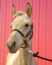 Halter Training A Foal