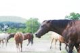 Horse Herd Dynamics