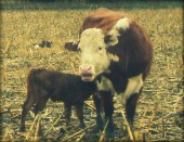 Grafting On A New Calf To A Cow Whose Baby Died