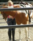 Horse Training Blog