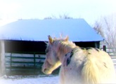 Horses Playing in Snow