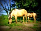 New Buckskin Mare