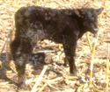 New Calf Born On Our Farm