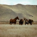 Horses Grazing