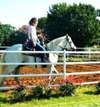 Round Pen Horse Training