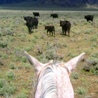 Horseback Riding in The Mountains