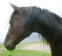 Stormy, AQHA Filly in Idaho