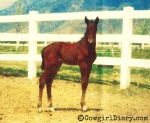 Hickory's New Stud Colt Born In Idaho