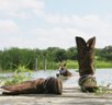 Swimming With Horses