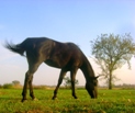 Toby Grazing