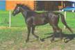 New Black Gelding