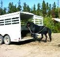 How To Train A Horse To Load In A Trailer