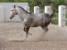 Training A Horse