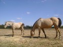 Weaning A Foal