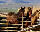 Halter Breaking Yearlings