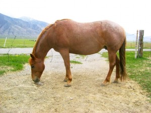 Red Roan AQHA Mare in Idaho