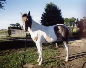 Beauty, Bay Roan Paint Filly