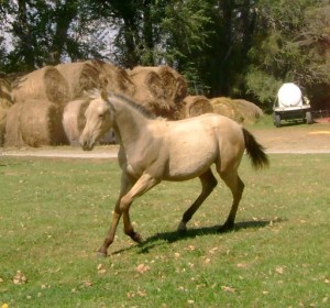 Our Buckskin Colt